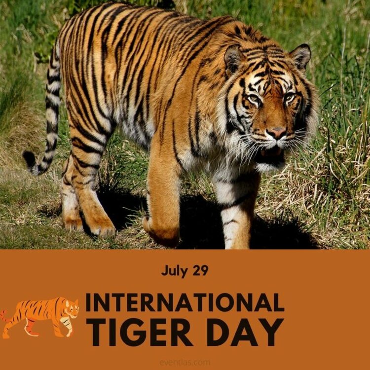 International-Tiger-Day-768x768.jpg